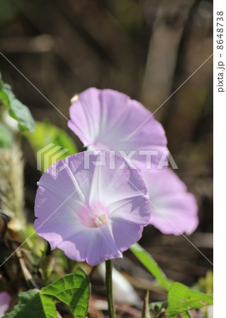 コヒルガオ 8648738