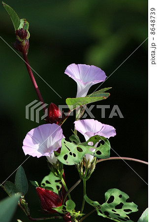 コヒルガオとローゼル 8648739