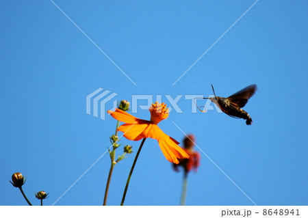 ホウジャク 8648941