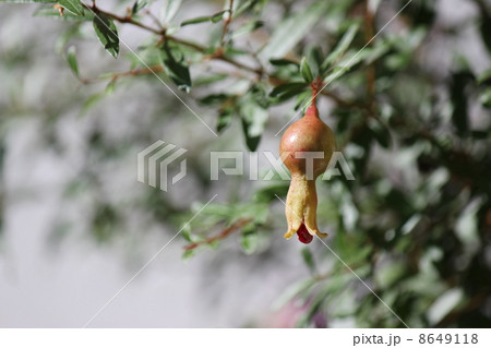 ヒメザクロ ヒメザクロ 8649118