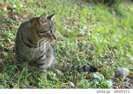 のらねこ 8649151