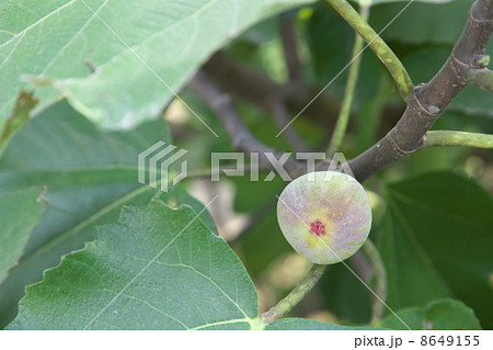 いちじく 8649155