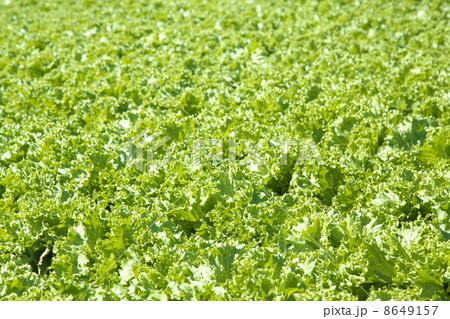 レタス畑 8649157