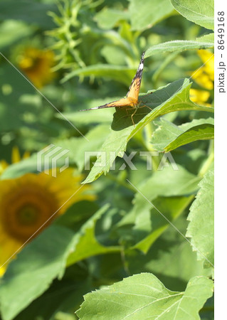 ツマグロヒョウモン 8649168