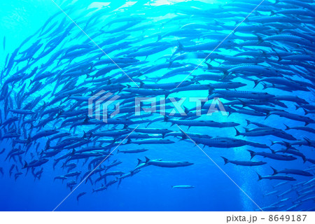 バラクーダの群れ バラクーダの群れ 8649187