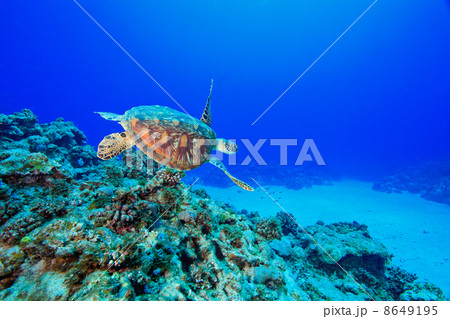 飛ぶように泳ぐアオウミガメ 8649195