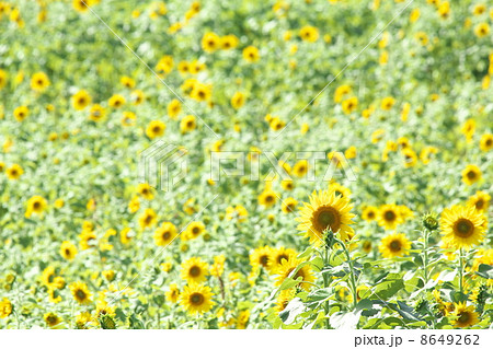ひまわり畑 ひまわり畑 8649262