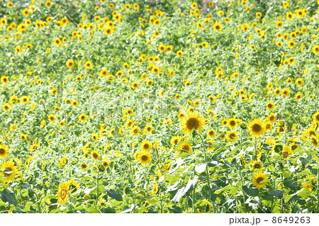 ひまわり畑 8649263