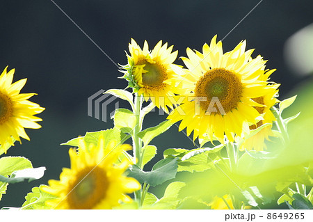 ひまわり畑 ひまわり畑 8649265
