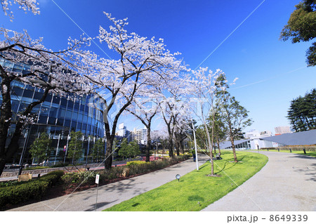東京都・六本木の桜並木 東京都・六本木の桜並木 8649339