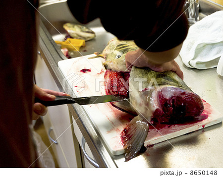 メス鮭の全身（手持ち） 8650148