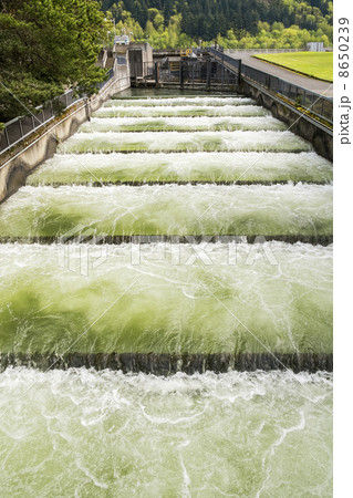 Fish Ladder 8650239
