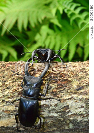 マンディブラリスフタマタクワガタ　森林の樹木の上で 8650260