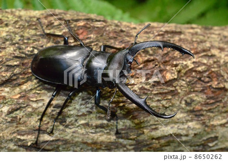マンディブラリスフタマタクワガタ　森林の樹木の上で 8650262