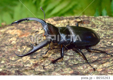 マンディブラリスフタマタクワガタ　森林の樹木の上で 8650263