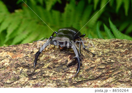 マンディブラリスフタマタクワガタ　森林の樹木の上で 8650264