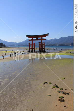 宮島大鳥居C 8650366
