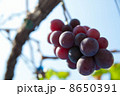 ぶどう 8650391