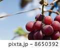 ぶどう 8650392