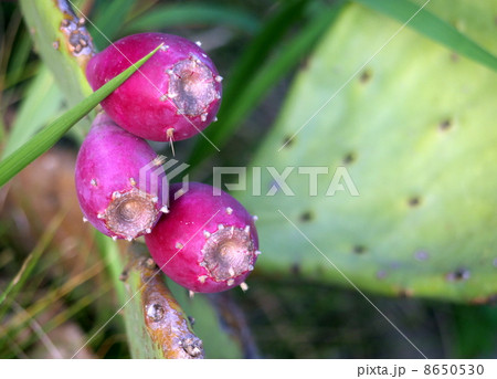 ウチワサボテンの実 ウチワサボテンの実 8650530