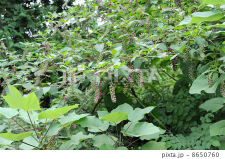 ヨウシュヤマゴボウ 8650760