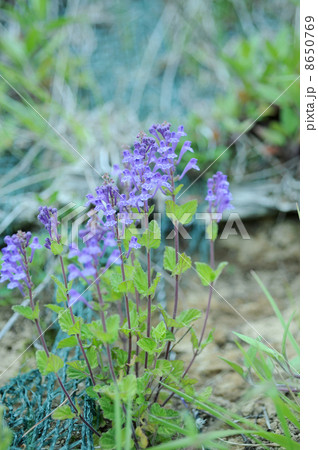 タツナミソウ 8650769