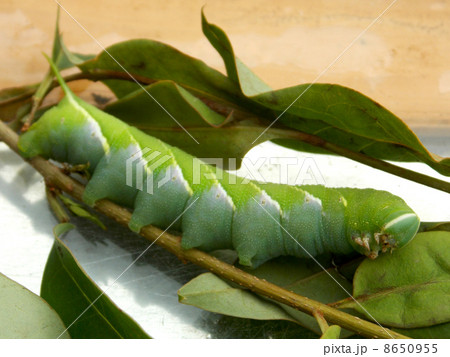 霜降雀蛾幼虫 8650955