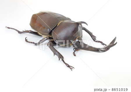 カブトムシ 8651019