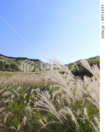 砥峰高原のススキ 砥峰高原のススキ 8651044