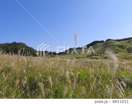 砥峰高原のススキ  8651051