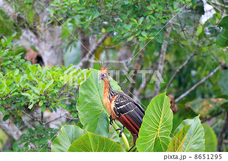 ツメバケイ 8651295