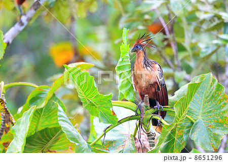 ツメバケイ 8651296