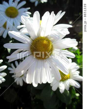 マーガレットに似た花 秋の花の浜菊の写真素材