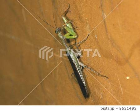ヒメカマキリ ヒメカマキリ 8651495