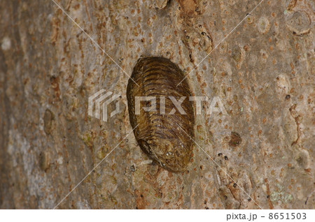 ハラビロカマキリ 8651503
