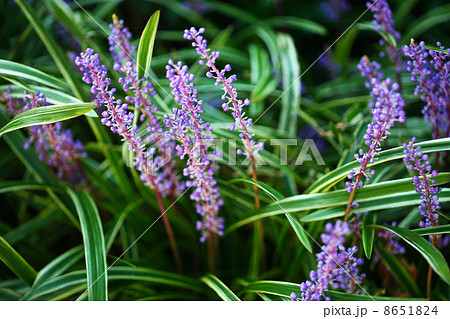 フイリヤブランの花 フイリヤブランの花 8651824