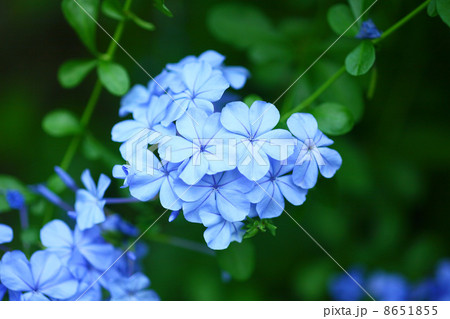 ルリマツリの花 8651855