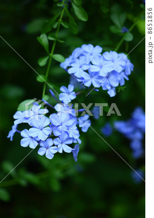 ルリマツリの花 8651856