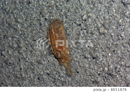 チョウセンカマキリ 8651876