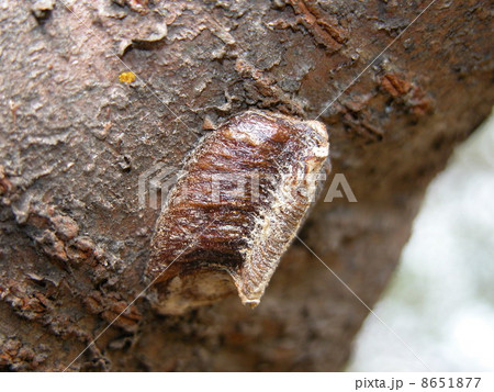 ハラビロカマキリ 8651877