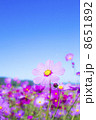 澄み切った空と秋桜 8651892