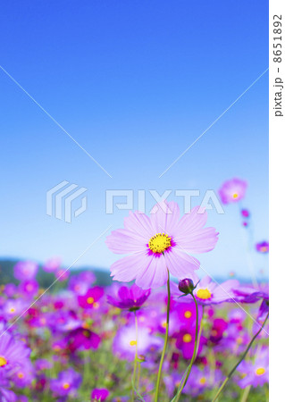 澄み切った空と秋桜 澄み切った空と秋桜 8651892