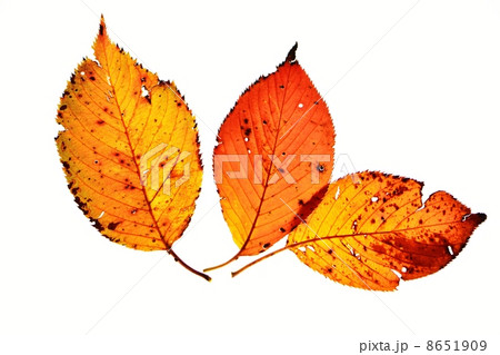 透過光で見る紅葉した桜の葉のクローズアップ 透過光で見る紅葉した桜の葉のクローズアップ 8651909