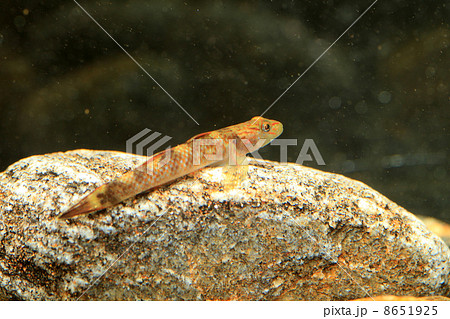 ルリヨシノボリ 8651925