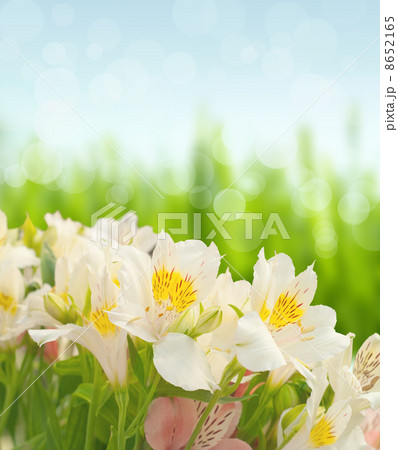 Alstroemeria 8652165