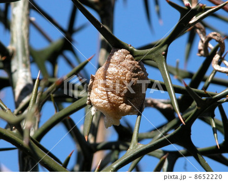 オオカマキリ 8652220