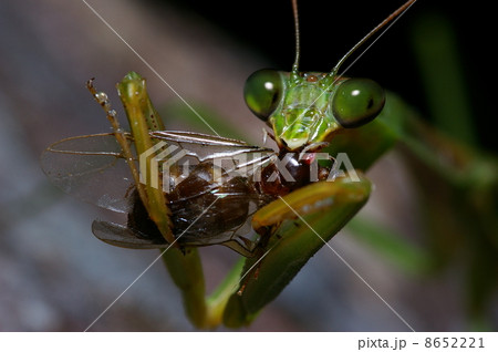 オオカマキリ 8652221