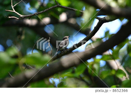 コサメビタキ コサメビタキ 8652366