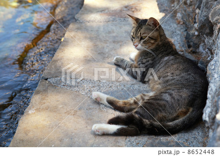 Greek street cat on the sea pier (Crete, Greece) Greek street cat on the sea pier (Crete, Greece) 8652448