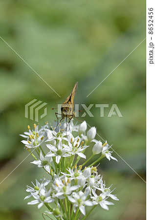 ニラの花とイチモンジセセリ 8652456